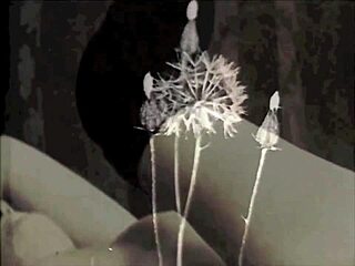 Vintage Outdoor Pussy And Hairy Beaver Exposed