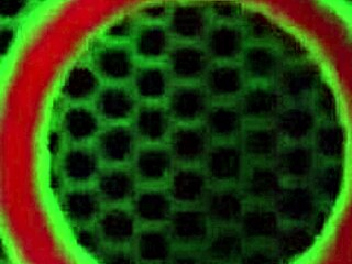 Penny Pax whispers, Let's play with toys at the office, babe!  