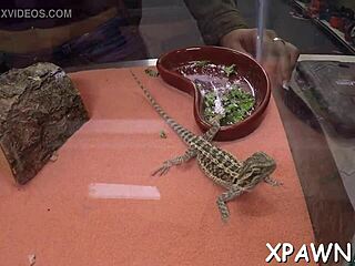 Amateur couple engages in a playful oral competition with groaning sounds.