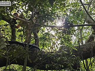 Brunette Cuckold Drilled Hard in Forest by Interracial Stud