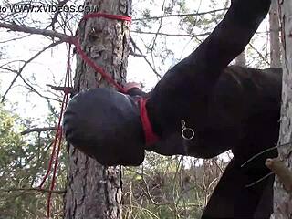 Ever seen a Latina tied up outdoors in pantyhose for rough play?