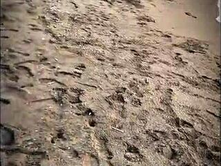 Beautiful latina in stockings gives blowjob on beach