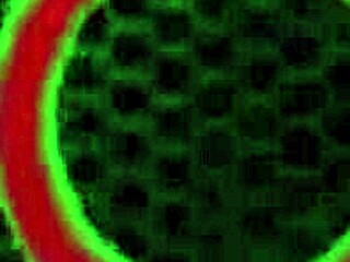 Hey, check out this rimming 3way with Aaliyah Love and Cherie Deville going wild on big ass and wet pussy.